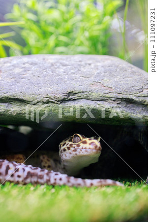 レオパの日常　レオパ 111097231