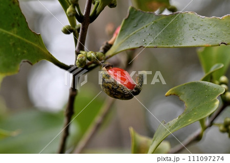 モクレイシの実 111097274