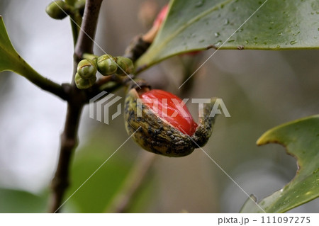 モクレイシの実 111097275