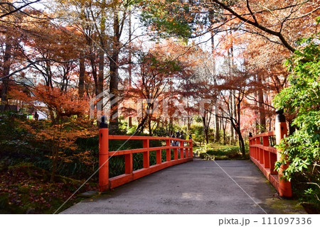 京都市　大原三千院の律川にかかる朱色の橋と紅葉 111097336