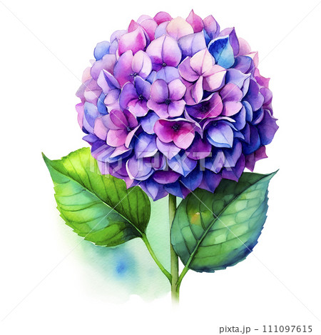 透明水彩 水彩画 紫陽花 111097615