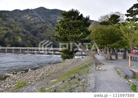 日本の春の京都 嵐山周辺の街並み 観光名所の渡月橋と桂川 満開の桜と美しい新緑 土手に集まる鳩の群れ 日本の春の京都 嵐山周辺の街並み 観光名所の渡月橋と桂川 満開の桜と美しい新緑 土手に集まる鳩の群れ 111097880