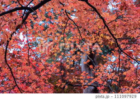雨に濡れた紅葉 雨に濡れた紅葉 111097929