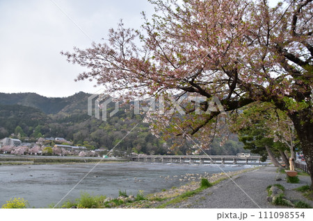 日本の春の京都　嵐山周辺の街並み　観光名所の渡月橋と桂川　美しい桜と新緑 111098554