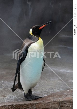美しい姿勢で立つオウサマペンギン 美しい姿勢で立つオウサマペンギン 111098799