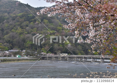 日本の春の京都　嵐山周辺の街並み　観光名所の渡月橋と桂川　美しい桜と新緑　橋を渡る公共バス 111098814