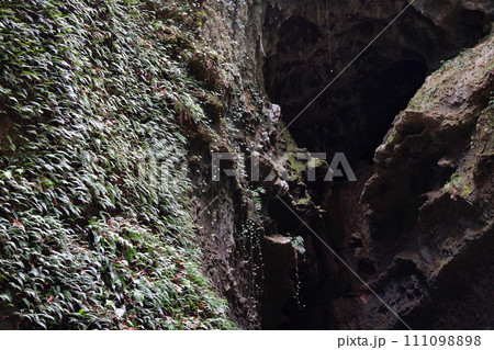 伊尾木洞のシダ 111098898