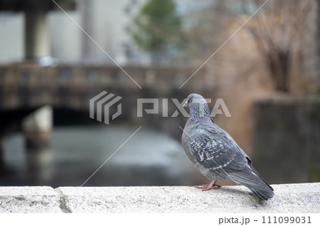Image photo Image photo 111099031