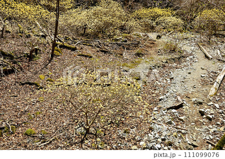 西丹沢の畦ヶ丸 ミツマタ咲く大滝沢コースの登山道 西丹沢の畦ヶ丸 ミツマタ咲く大滝沢コースの登山道 111099076