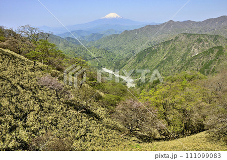 春の丹沢 日高より富士山と桜咲く新緑の山地を望む 春の丹沢 日高より富士山と桜咲く新緑の山地を望む 111099083
