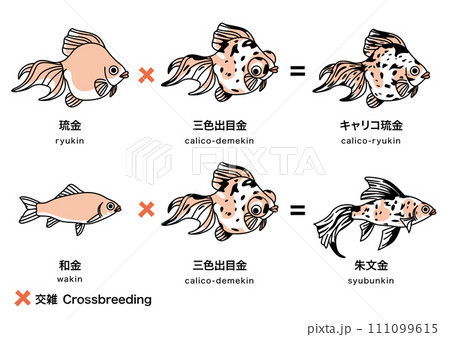 金魚_4 金魚_4 111099615