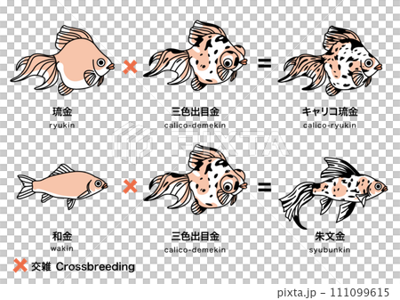 金魚_4 金魚_4 111099615