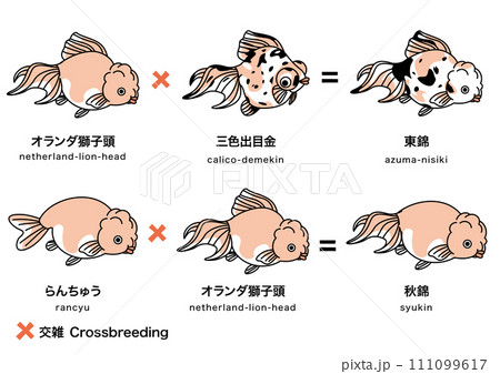 金魚_5 金魚_5 111099617