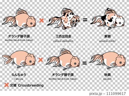 金魚_5 金魚_5 111099617