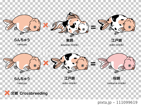 Goldfish_6 Goldfish_6 111099619