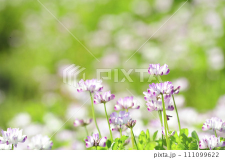 いつか見た菜れんげ草 いつか見た菜れんげ草 111099622