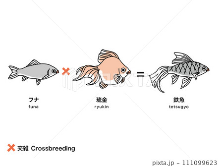 金魚_7 金魚_7 111099623