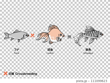 金魚_7 金魚_7 111099623