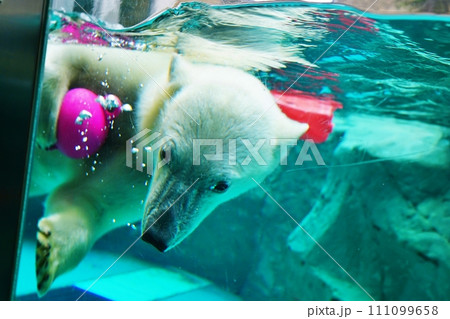 旭山動物園 ほっきょくぐま館 111099658