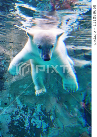 旭山動物園 ほっきょくぐま館 111099669