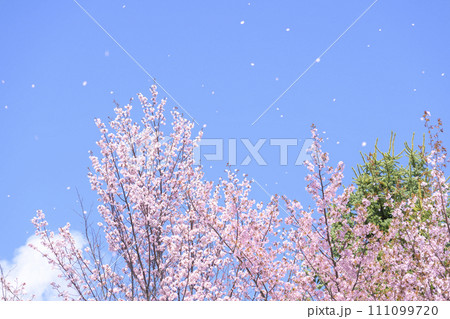 青空と桜ふぶき（動画との同時撮影） 111099720