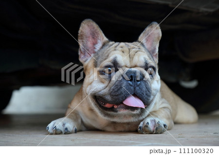 A cute of french bulldog 111100320