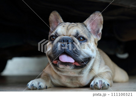 A cute of french bulldog 111100321