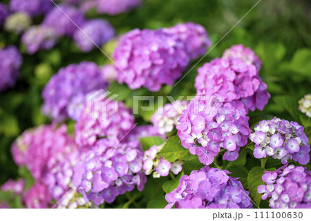紫陽花 あじさい 梅雨 イメージ 【神奈川県】 111100630