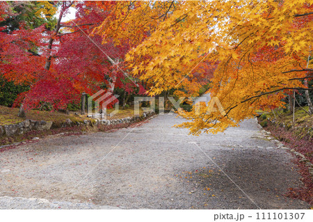 秋の京都 二尊院 色鮮やかな紅葉の馬場 秋の京都 二尊院 色鮮やかな紅葉の馬場 111101307