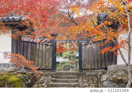 秋の京都 二尊院 色鮮やかな紅葉と黒門 秋の京都 二尊院 色鮮やかな紅葉と黒門 111101309