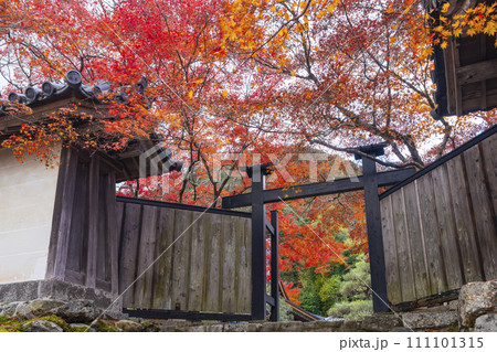 秋の京都 二尊院 色鮮やかな紅葉と黒門 秋の京都 二尊院 色鮮やかな紅葉と黒門 111101315