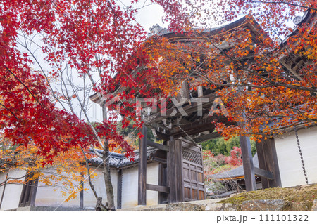 秋の京都　二尊院　色鮮やかな紅葉と勅使門 111101322