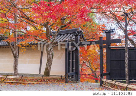 秋の京都　二尊院　色鮮やかな紅葉と黒門 111101398