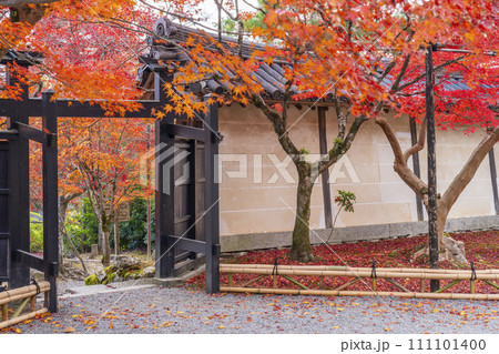 秋の京都　二尊院　色鮮やかな紅葉と黒門 111101400