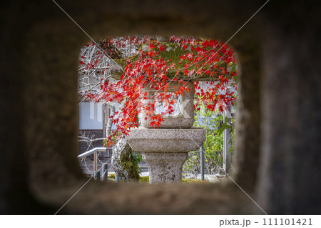秋の京都 二尊院 色鮮やかな紅葉と石灯籠 秋の京都 二尊院 色鮮やかな紅葉と石灯籠 111101421