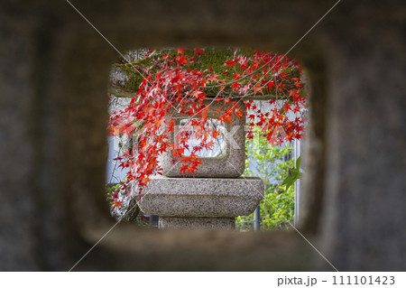 秋の京都 二尊院 色鮮やかな紅葉と石灯籠 秋の京都 二尊院 色鮮やかな紅葉と石灯籠 111101423