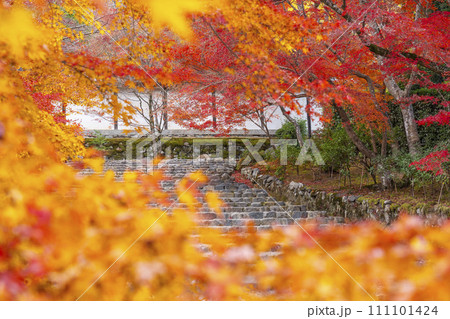 秋の京都　二尊院　色鮮やかな紅葉の馬場 111101424