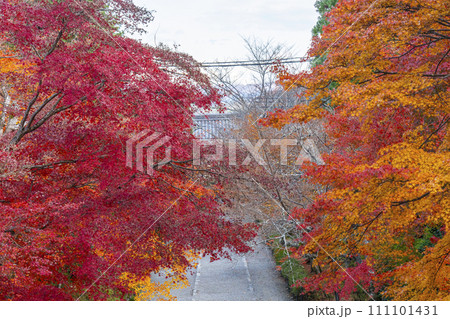 秋の京都 二尊院 色鮮やかな紅葉の馬場 秋の京都 二尊院 色鮮やかな紅葉の馬場 111101431