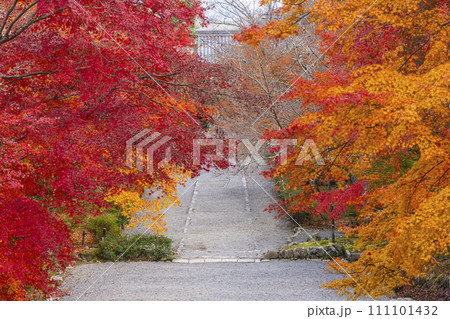 秋の京都 二尊院 色鮮やかな紅葉の馬場 秋の京都 二尊院 色鮮やかな紅葉の馬場 111101432