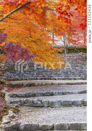 秋の京都　二尊院　色鮮やかな紅葉の馬場 111101438