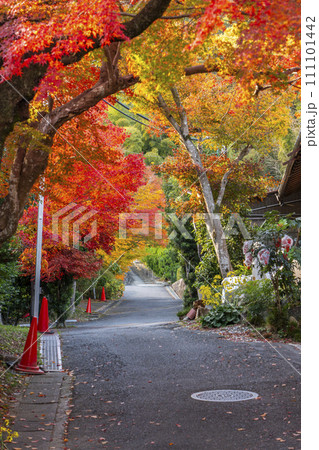 秋の京都 二尊院前の道 秋の京都 二尊院前の道 111101442