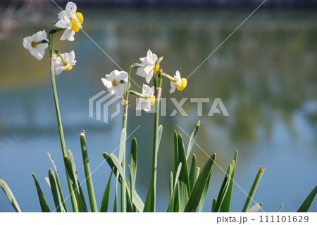 お堀端に咲く水仙の花 お堀端に咲く水仙の花 111101629