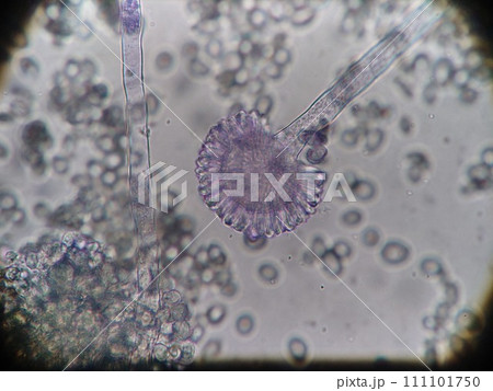 かつお節をつくるカビ 111101750
