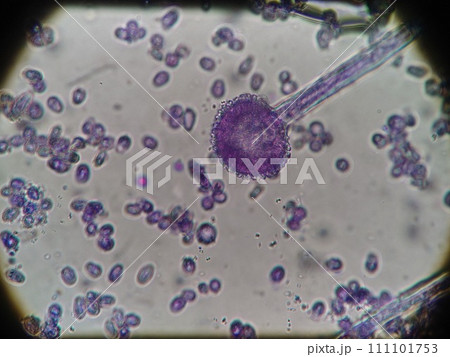かつお節を作るときにつかるカビ かつお節を作るときにつかるカビ 111101753