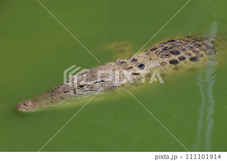 Close up big head crocodile is show head in river Close up big head crocodile is show head in river 111101914