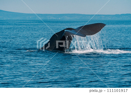 ジャンプするクジラ ジャンプするクジラ 111101917