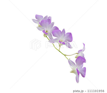 Purple orchid flower isolated on white background with clipping path. 111101956
