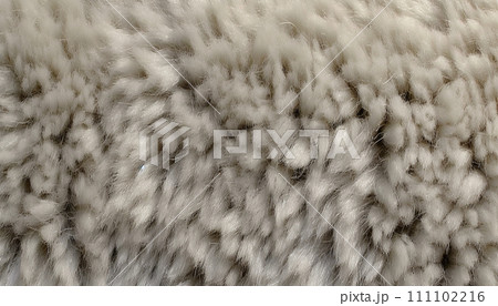 Textured close-up of a fluffy, cream-colored sheep's wool 111102216