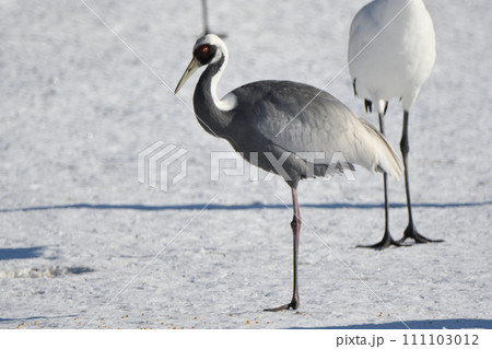 北海道鶴居村伊藤サンクチュアリでタンチョウの群れと一緒に越冬するマナヅル 111103012