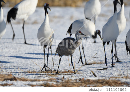 北海道鶴居村鶴見台でタンチョウの群れと一緒に越冬するカナダヅル 111103062